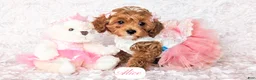 Cavapoo dogs for sale: Alice - Ad 5