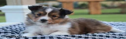 Shetland Sheepdog dogs for sale: Edison - Ad 1