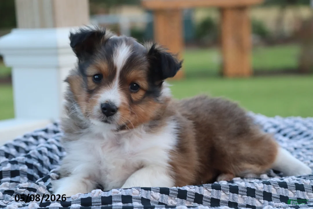 Shetland Sheepdog dogs for sale: Edison - Ad 1