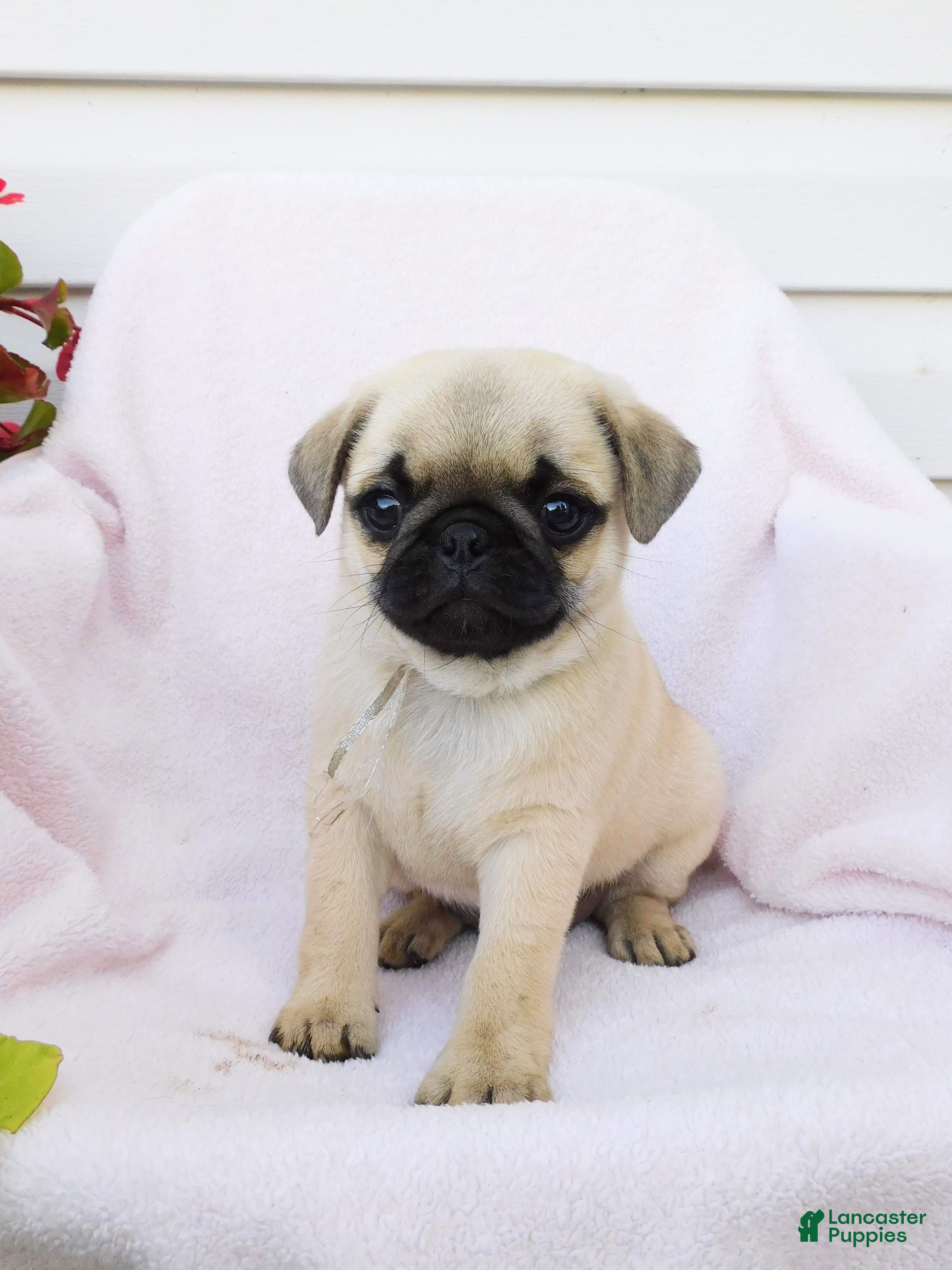 Pug dogs Anna - Ad 2