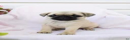 Pug dogs for sale: Anna - Ad 2