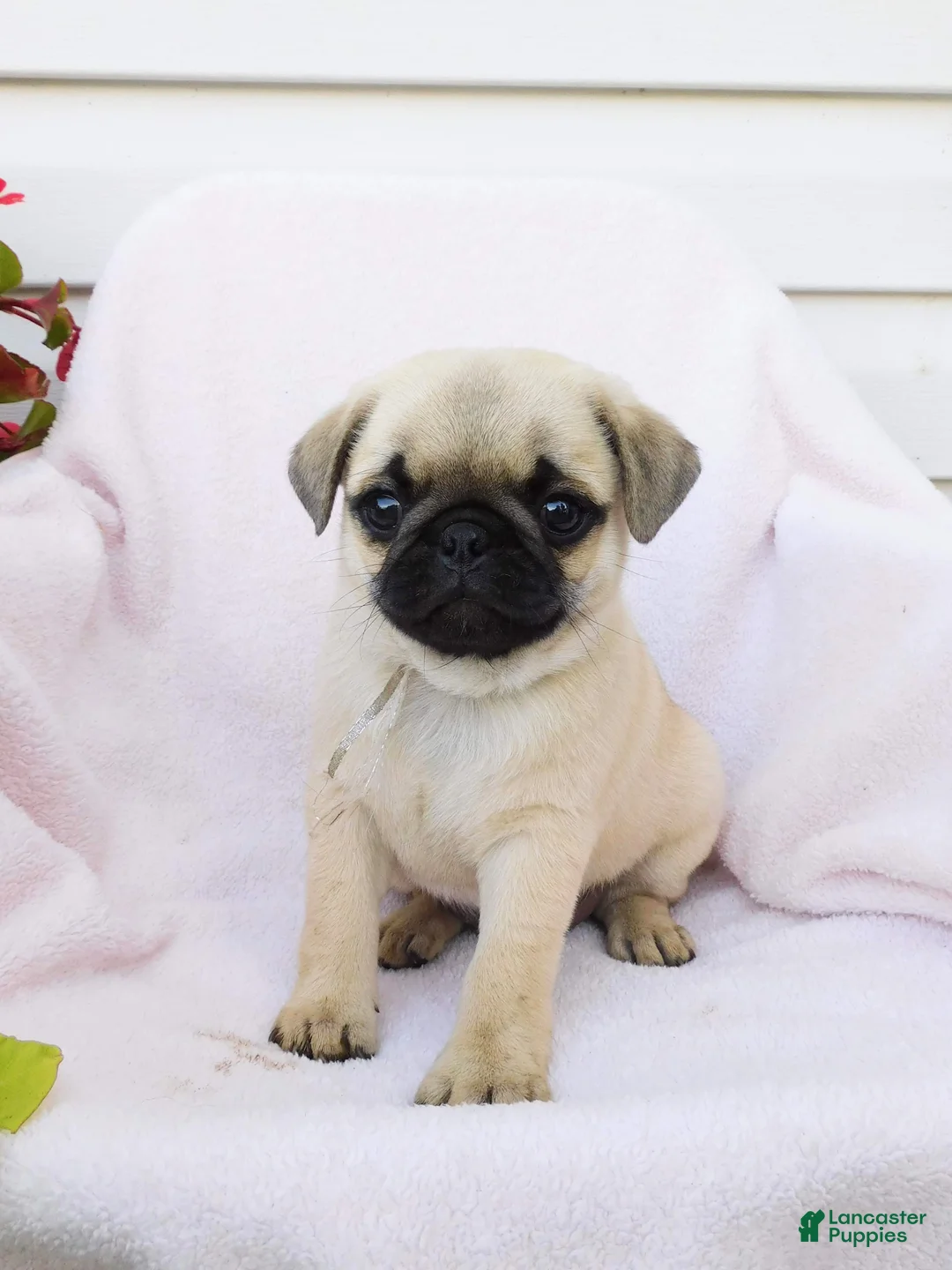 Pug dogs for sale: Anna - Ad 2