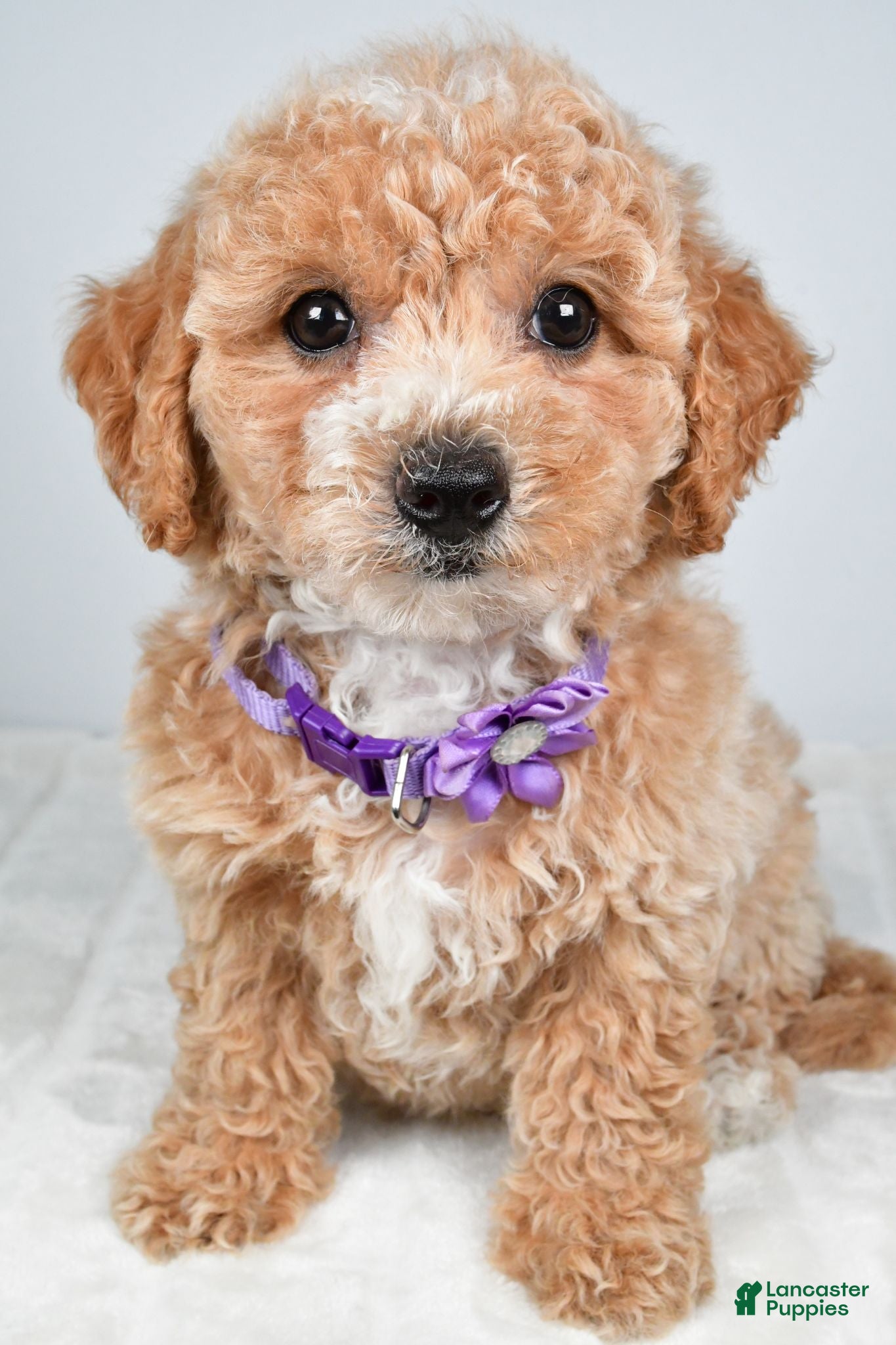 Bichpoo dogs Sasha - Ad 2