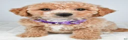 Bichpoo dogs for sale: Sasha - Ad 2
