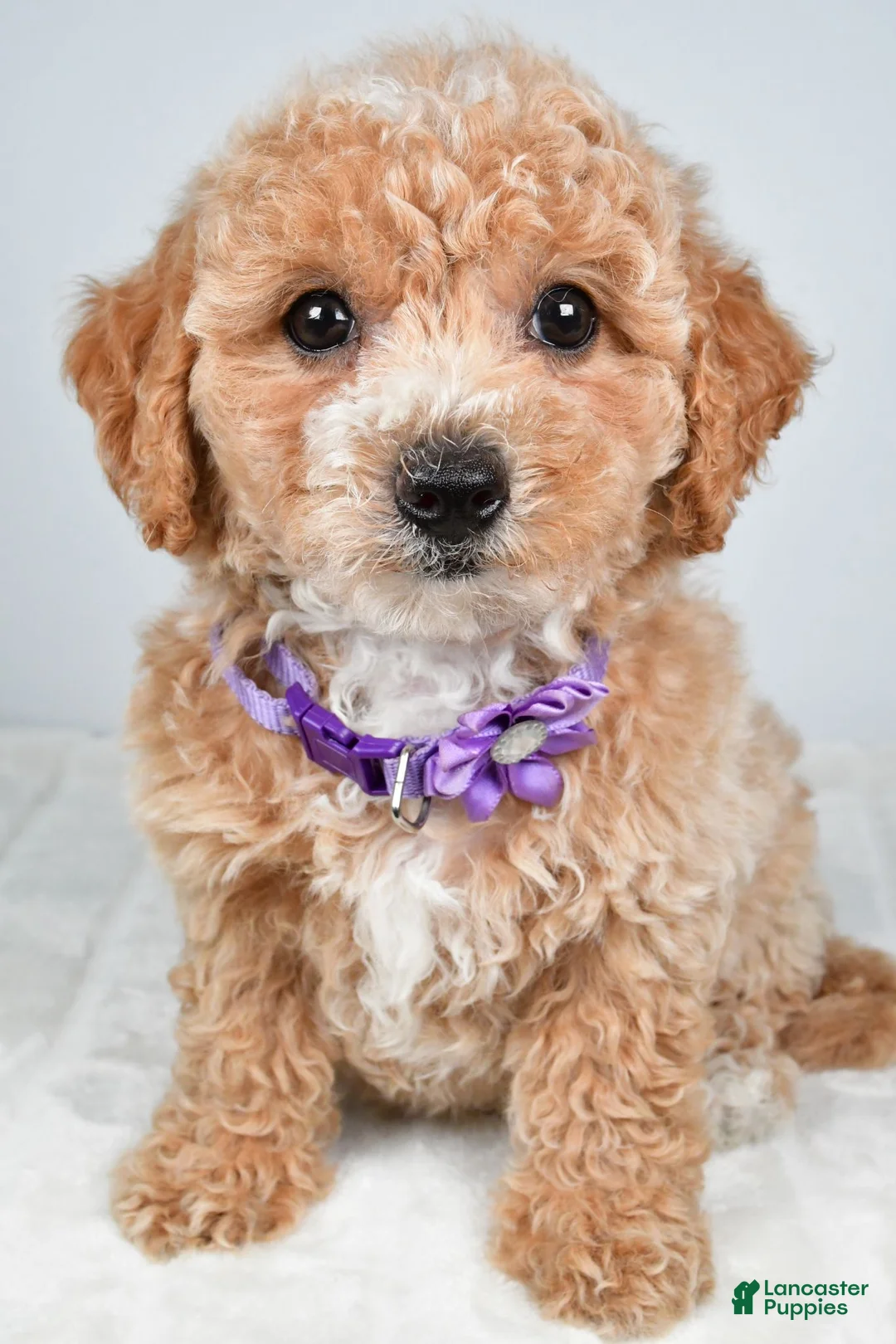 Bichpoo dogs for sale: Sasha - Ad 2