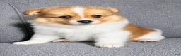 Pomeranian dogs for sale: Pomeranian 1 - Ad 1