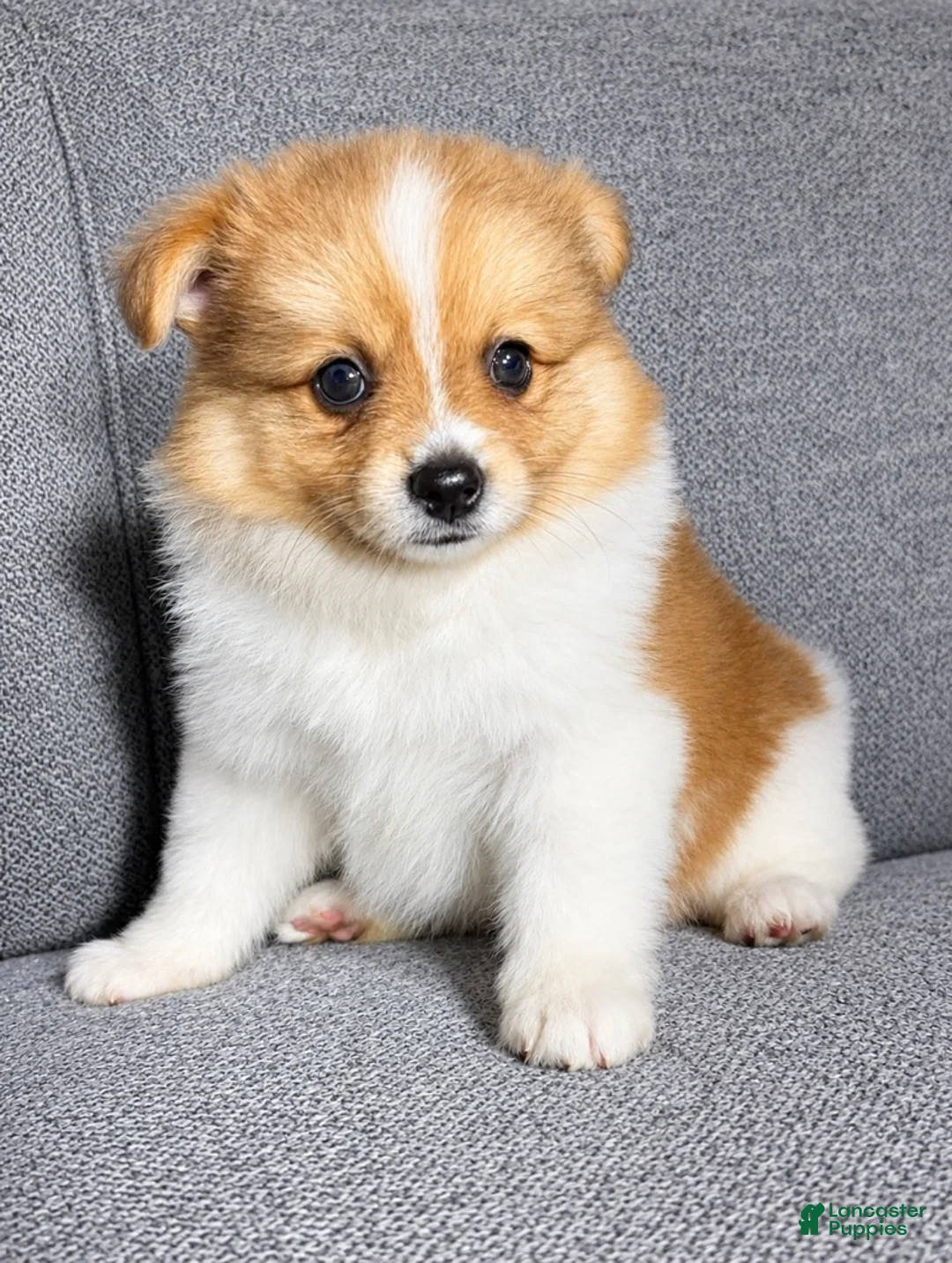 Pomeranian dogs for sale: Pomeranian 1 - Ad 1