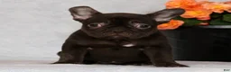 French Bulldog dogs for sale: Becca - Ad 5