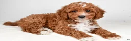 Mini Goldendoodle dogs for sale: Parker - Ad 1