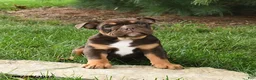 English Bulldog dogs for sale: Daisy - Ad 1