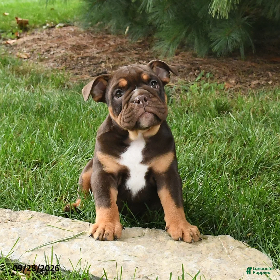 English Bulldog dogs for sale: Daisy - Ad 1