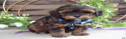 Shihpoo dogs for sale: Sterling  - Ad 6