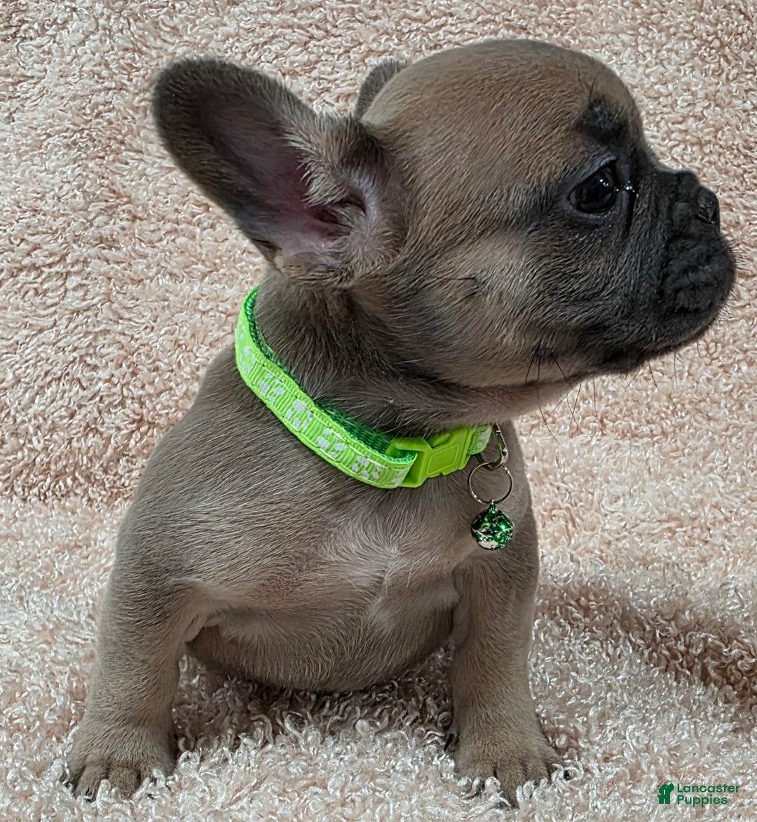 French Bulldog dogs for sale: French Bulldog Puppy 2 - Ad 2
