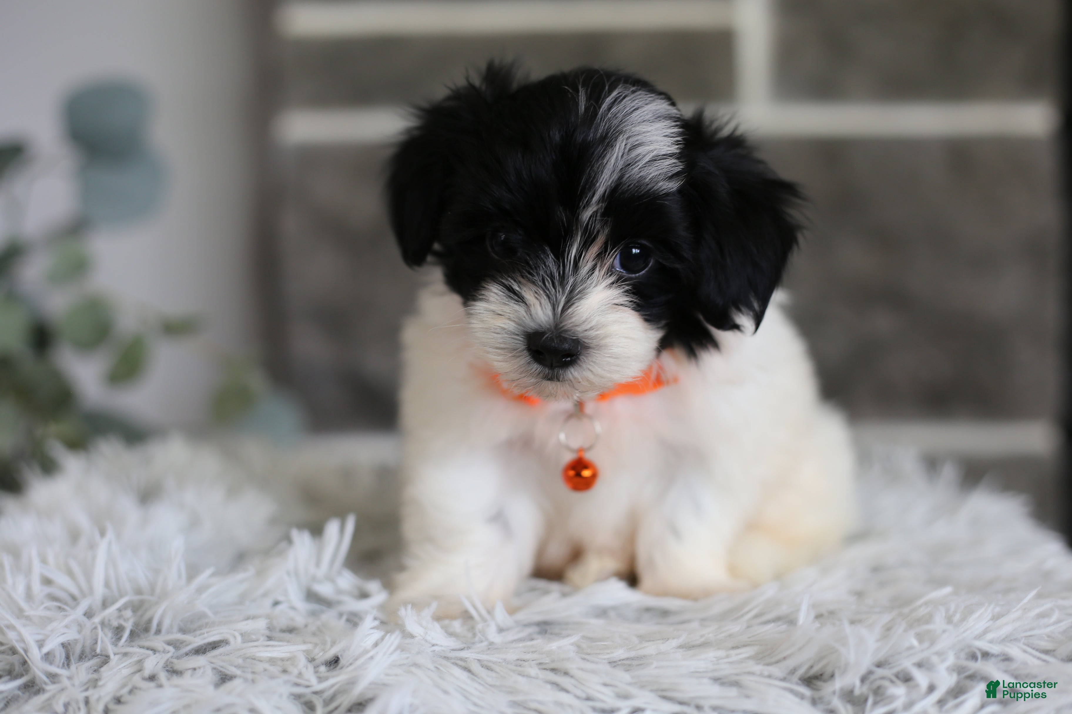 Maltipoo dogs Tiny - Ad 1