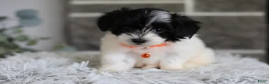 Tiny