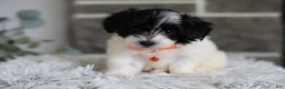 Maltipoo dogs for sale: Tiny - Ad 1