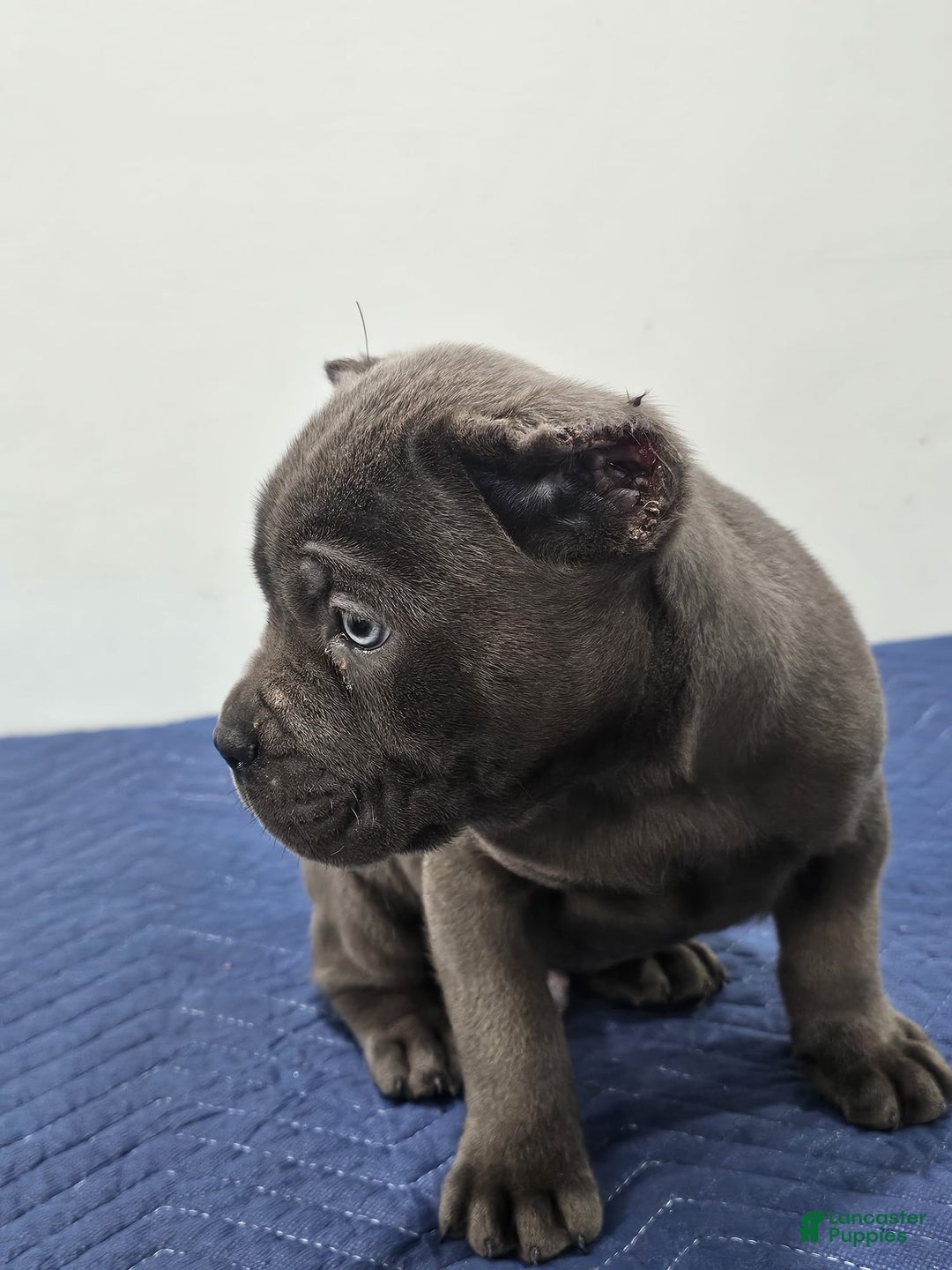 Cane Corso dogs for sale: HOGAN - Ad 6