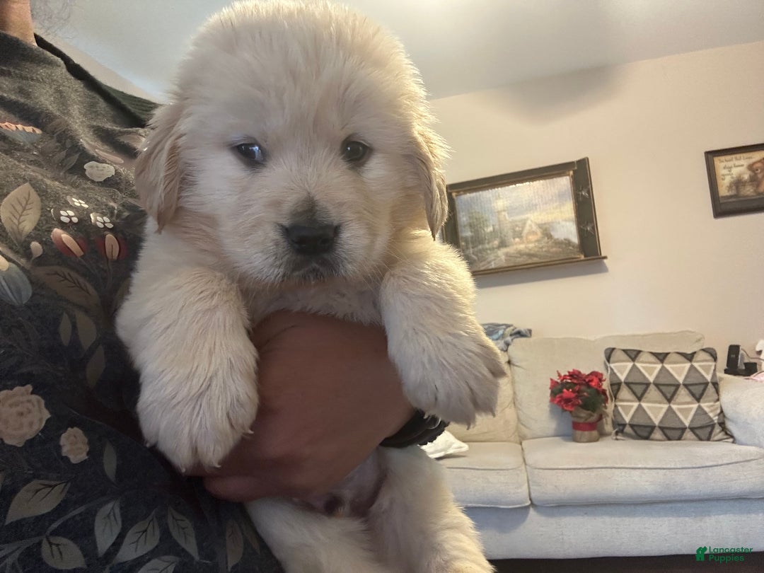 Golden Retriever dogs for sale: Golden  - Ad 3