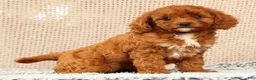 Cavapoo dogs for sale: Gretta - Ad 9