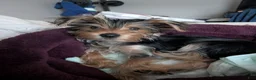 Yorkshire Terrier dogs for sale: Yorkshire Terrier 1 - Ad 3