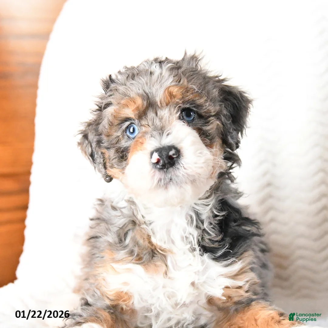 Mini Bernedoodle dogs for sale: Venus - Ad 10