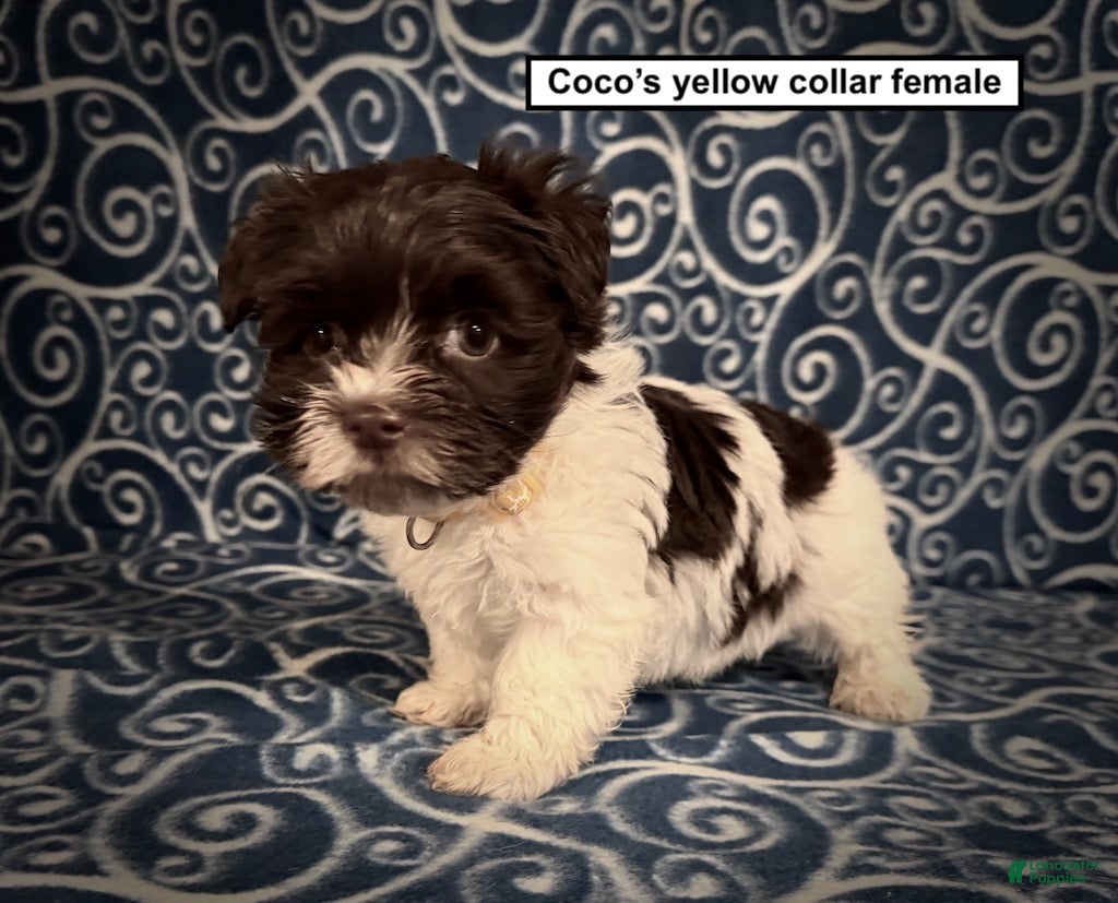 Havanese dogs AKC Coco's Yellow Collar Female - Ad 3