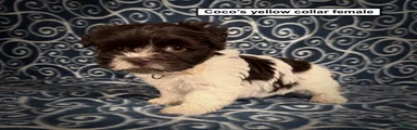 AKC Coco's Yellow Collar Female