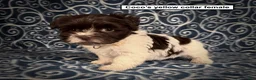 Havanese dogs for sale: AKC Coco's Yellow Collar Female - Ad 1