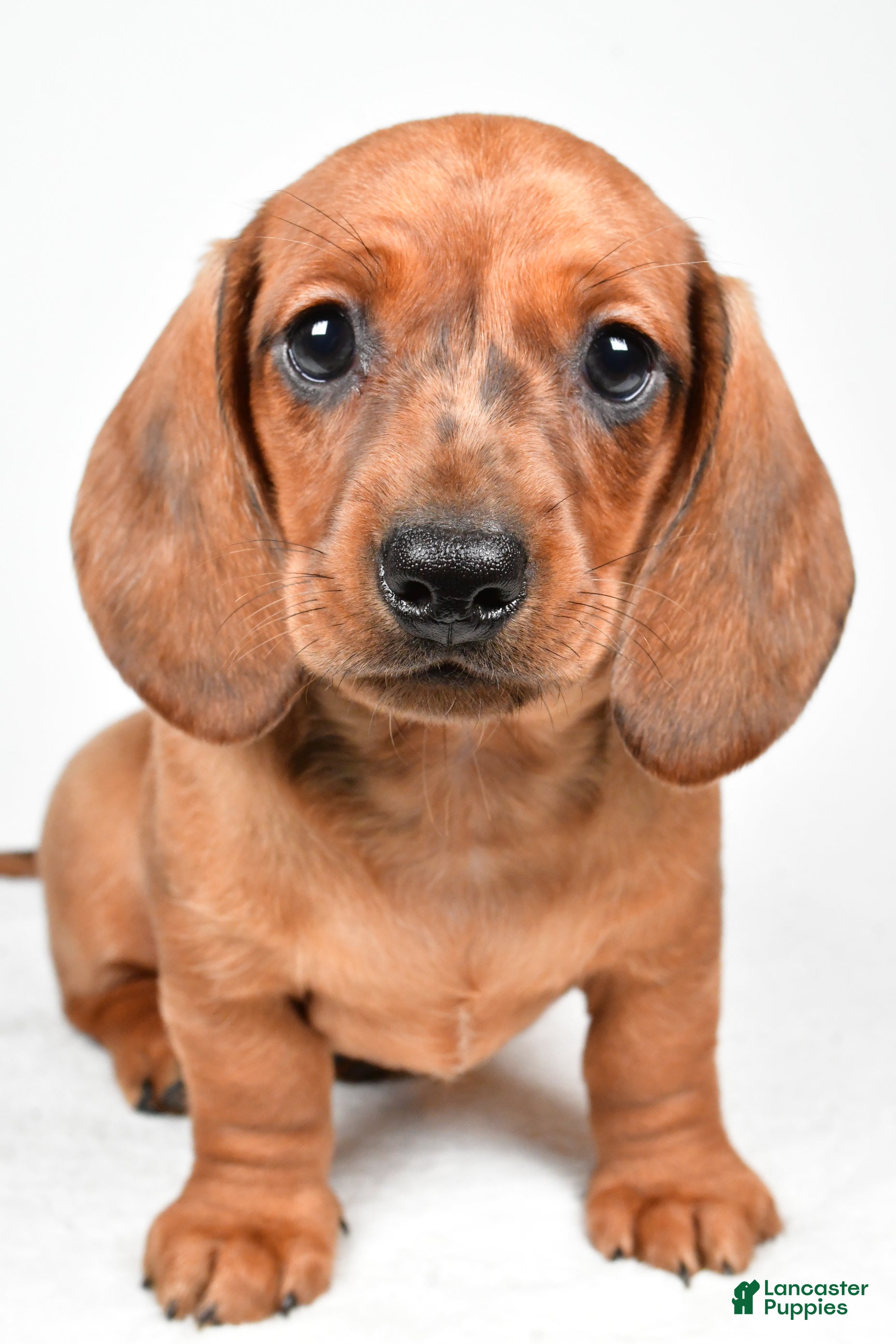Dachshund dogs Dawson  - Ad 1