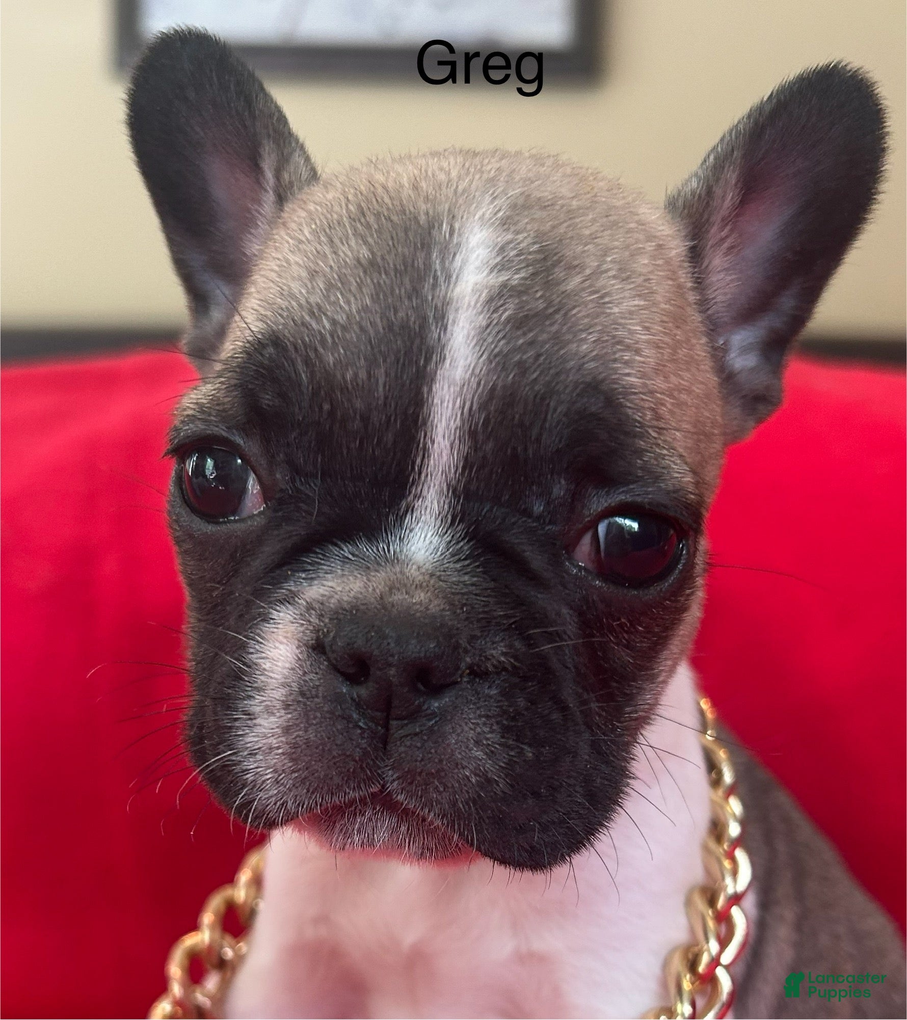 French Bulldog dogs Greg - Ad 12