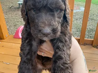 Standard Poodle dogs Standard Poodle (mocha) - Ad 31