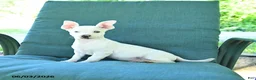 Chihuahua dogs for sale: Ronald - Ad 5