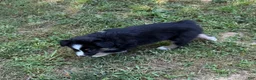 Australian Shepherd dogs for sale: Australian Shepherd Junior - Ad 9