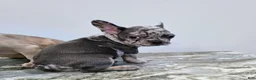 French Bulldog dogs for sale: Sarah - Ad 3