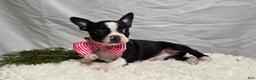 Boston Terrier dogs for sale: Baby Doll - Ad 6