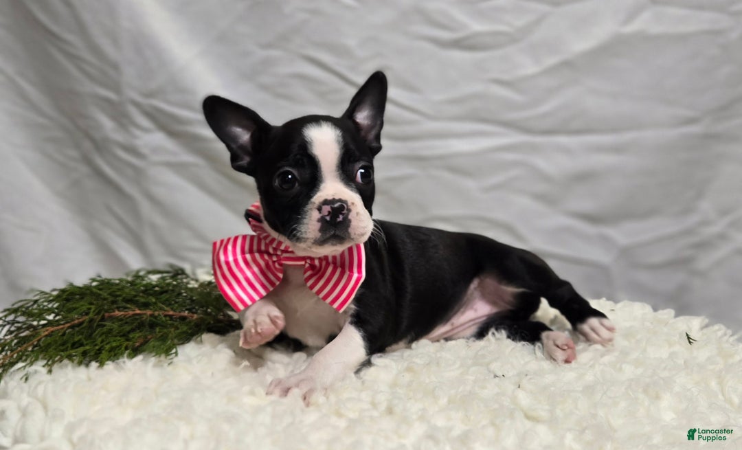 Boston Terrier dogs for sale: Baby Doll - Ad 6