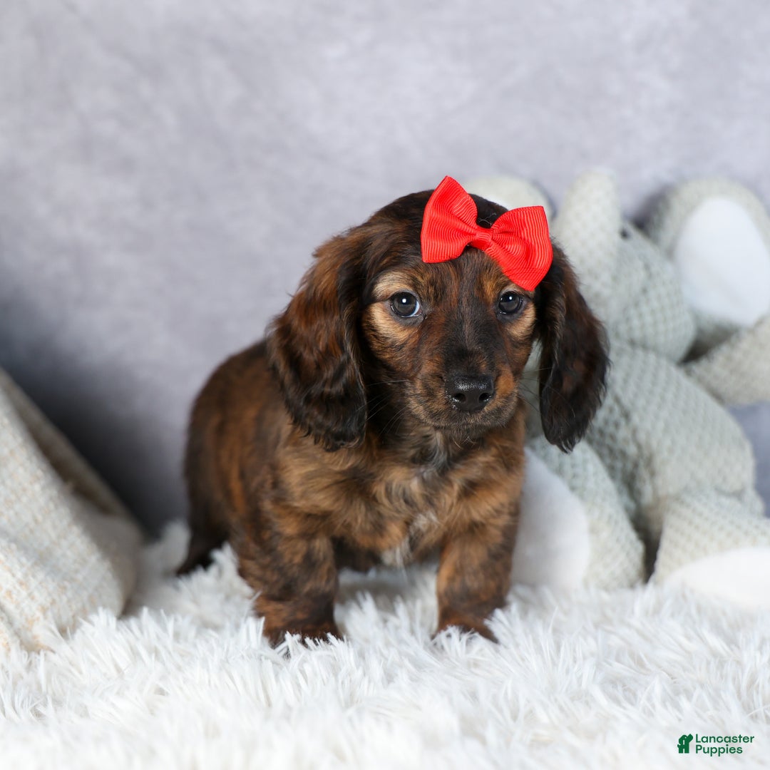 Miniature Dachshund dogs for sale: Felix - Ad 15
