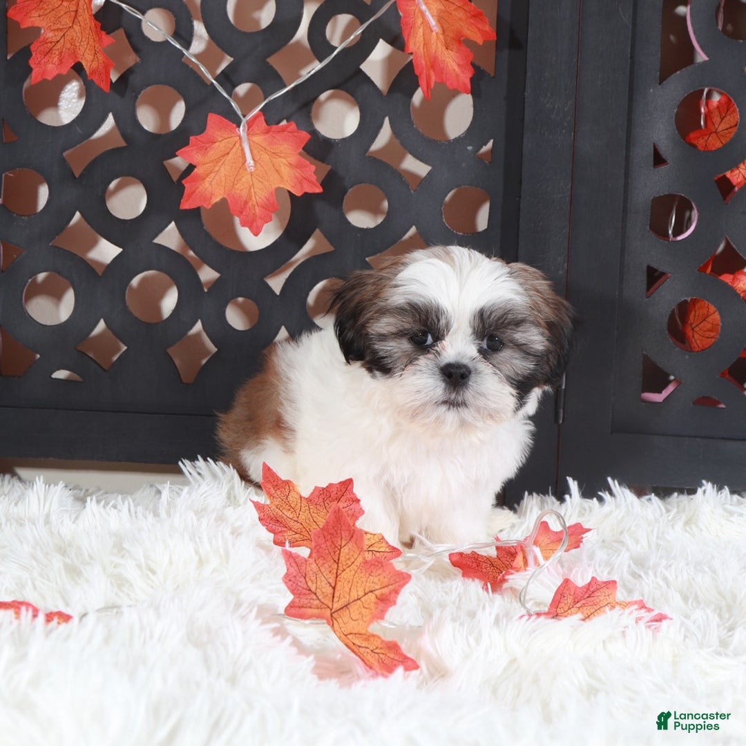 Shih Tzu dogs for sale: Noah - Ad 4