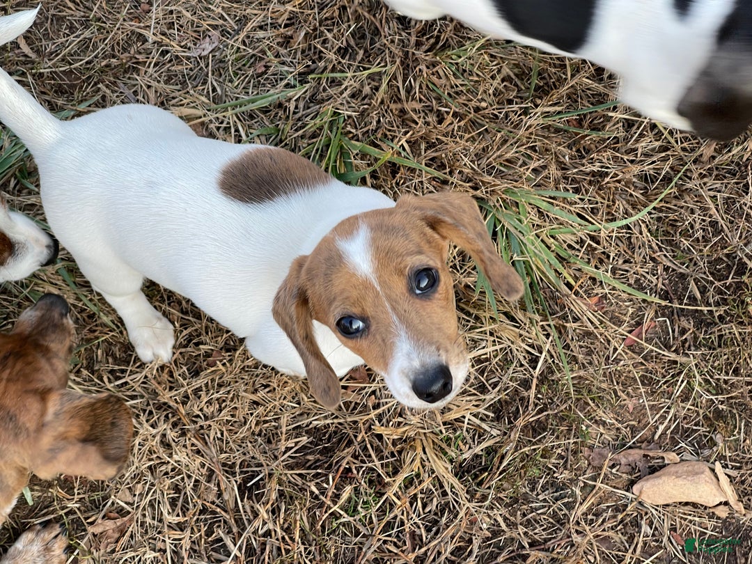 Dachshund dogs for sale: Laken - Ad 9