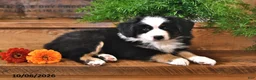Australian Shepherd dogs for sale: Royal - Ad 3