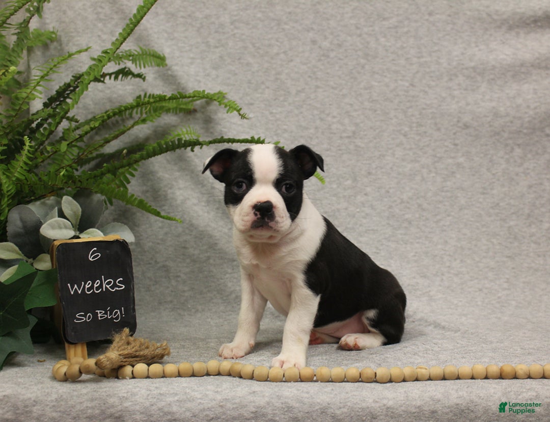 Boston Terrier dogs for sale: Fairy - Ad 7