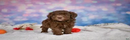 Mini Goldendoodle dogs for sale: Cliffy - Ad 6