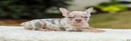 French Bulldog dogs for sale: Master – Lilac & Tan Merle - Ad 11