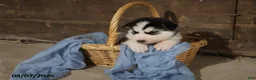 Alaskan Malamute dogs for sale: Blaze - Ad 3