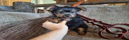 Yorkshire Terrier dogs for sale: Angus - Ad 1