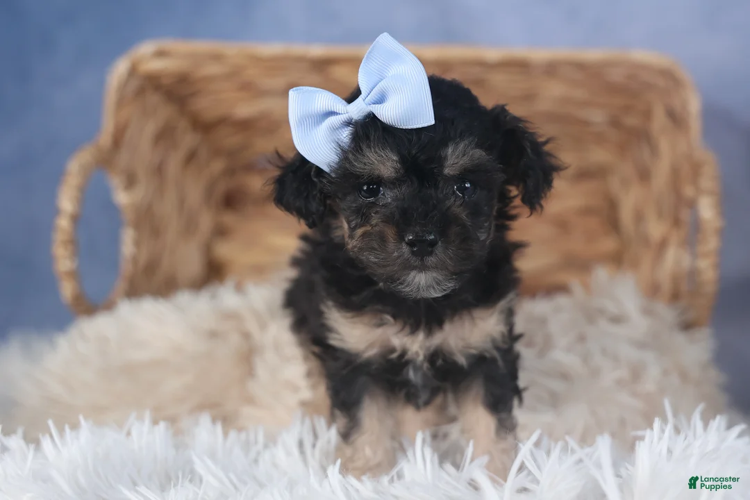 Miniature Poodle dogs for sale: Rosebud (Runt of Litter) - Ad 8