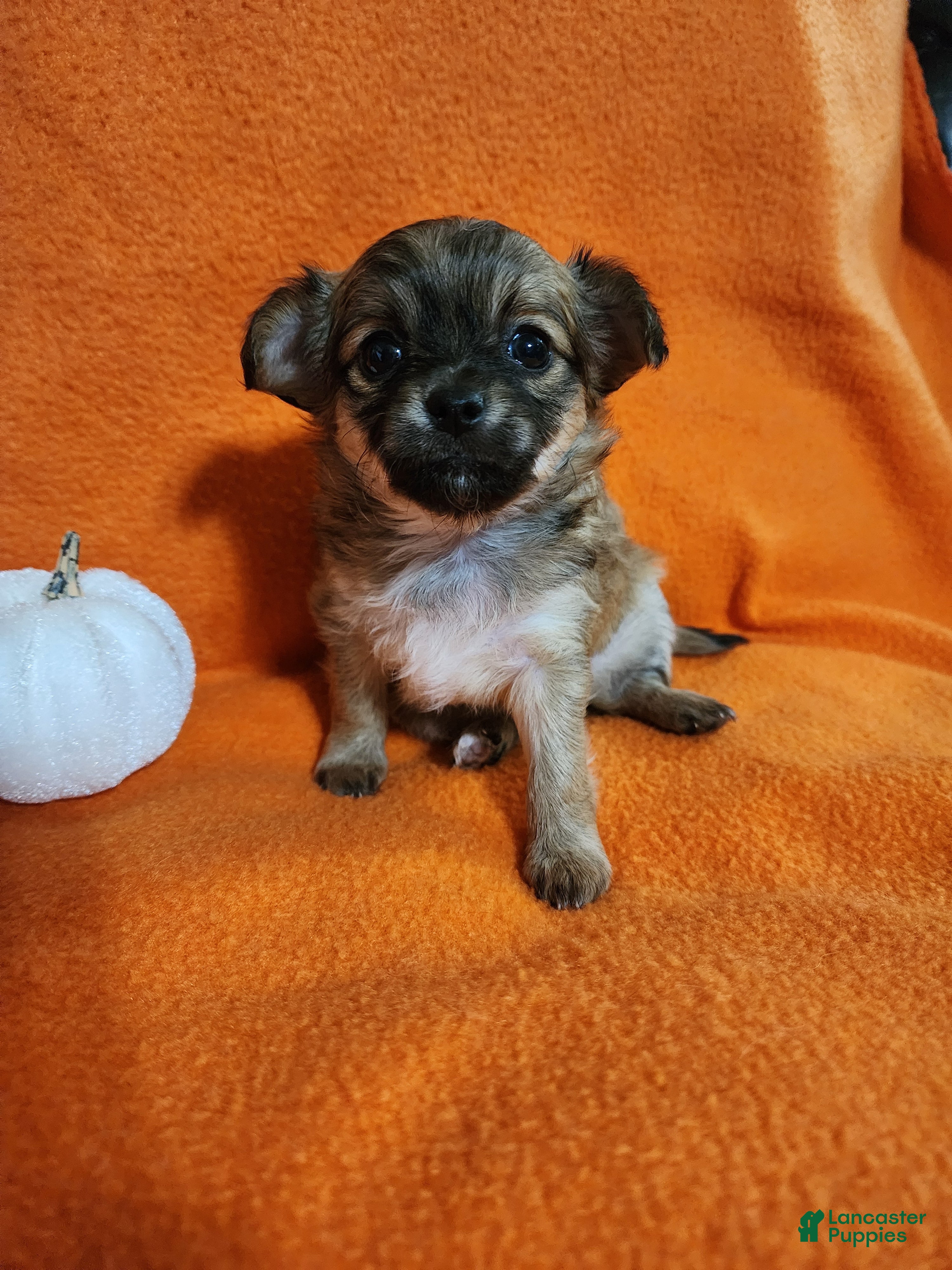 Chihuahua dogs El Chubbo  - Ad 1