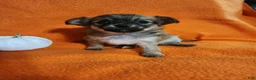 Chihuahua dogs for sale: El Chubbo  - Ad 1