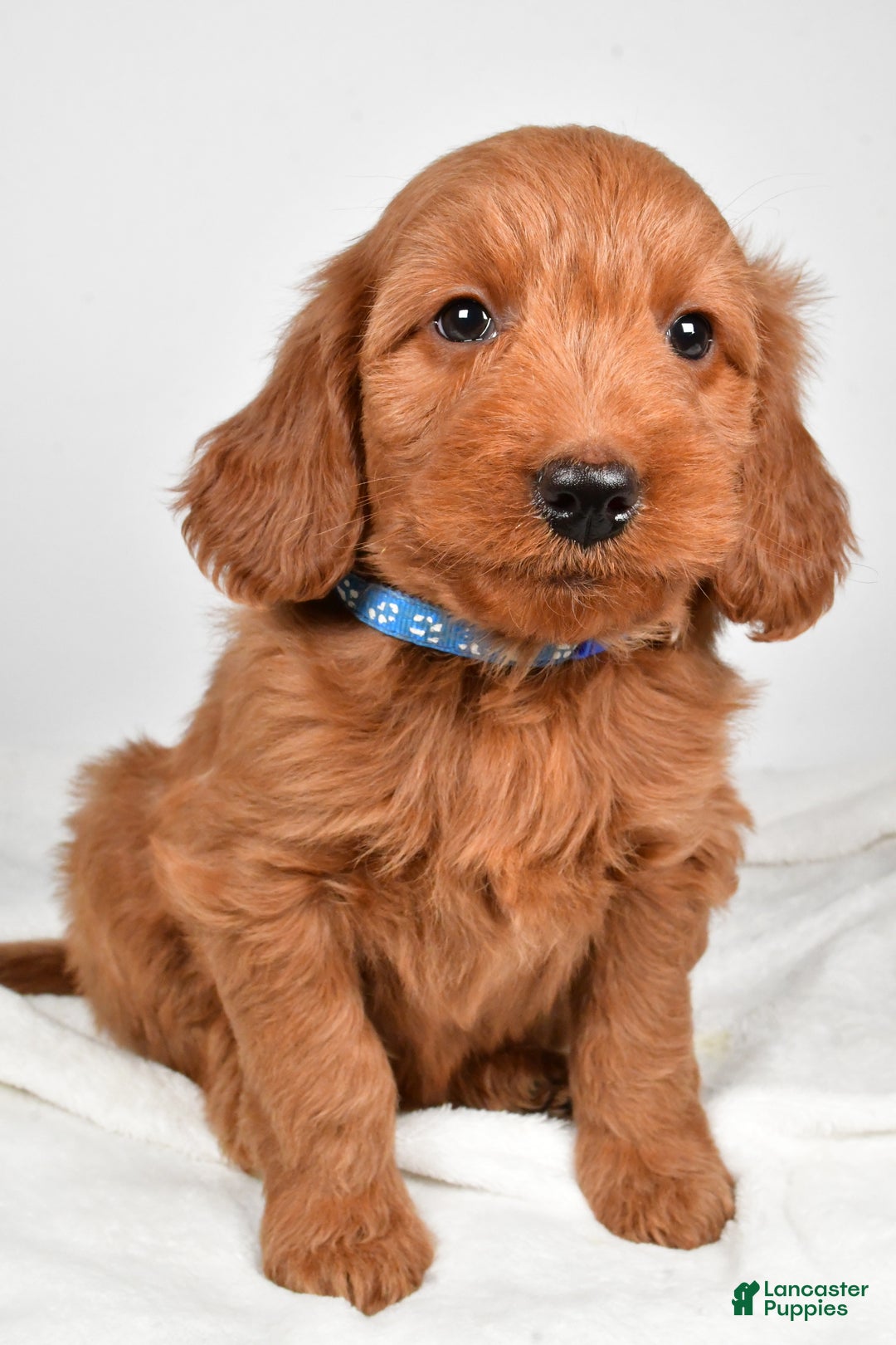 Goldendoodle dogs for sale: Pete-medium size  - Ad 2