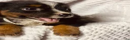 Australian Shepherd dogs for sale: Sky (black tri)(female) - Ad 5